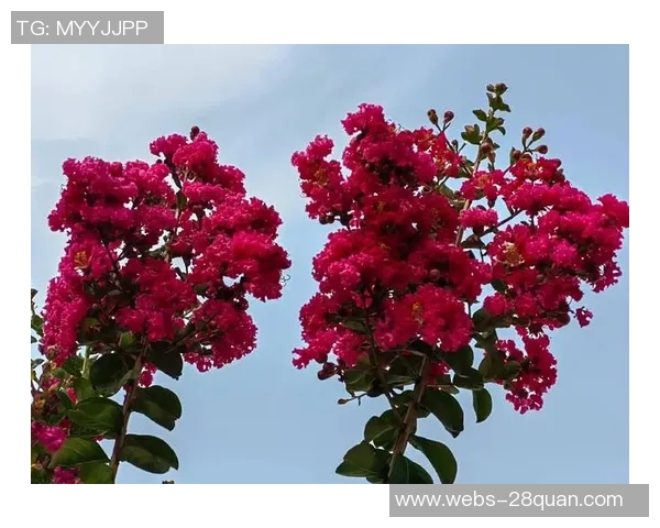 何思雨：在风雨交加中绽放的坚韧与希望之花